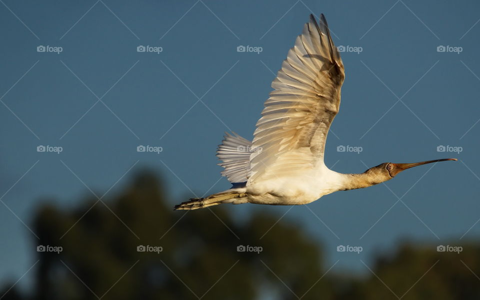 Royal Spoonbill

in flight at a wetlands in Perth Australia
