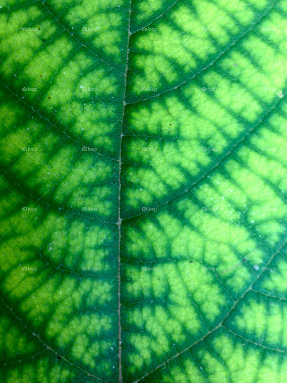 Leaf texture 3