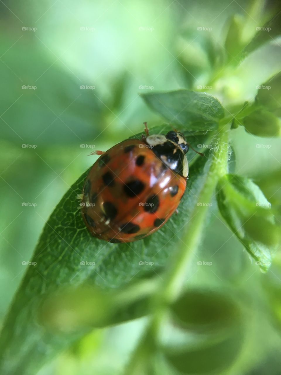 Ladybug