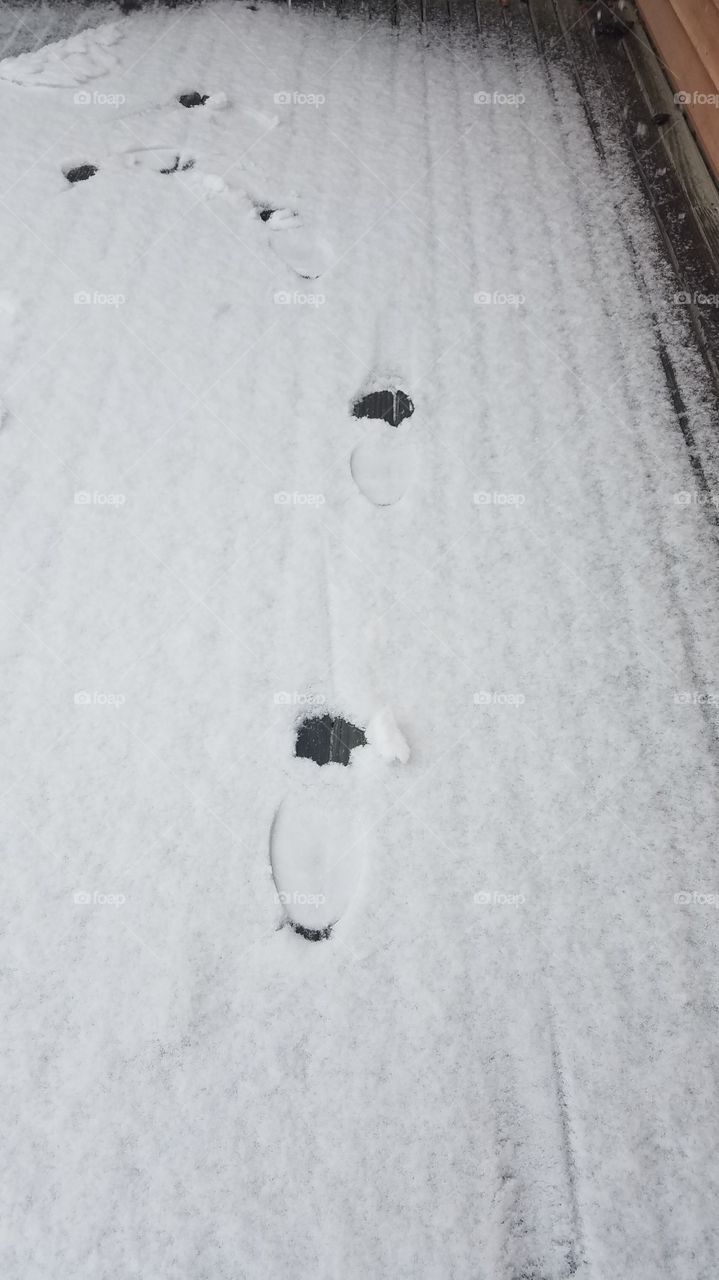 Snow, Winter, No Person, Footprint, Cold