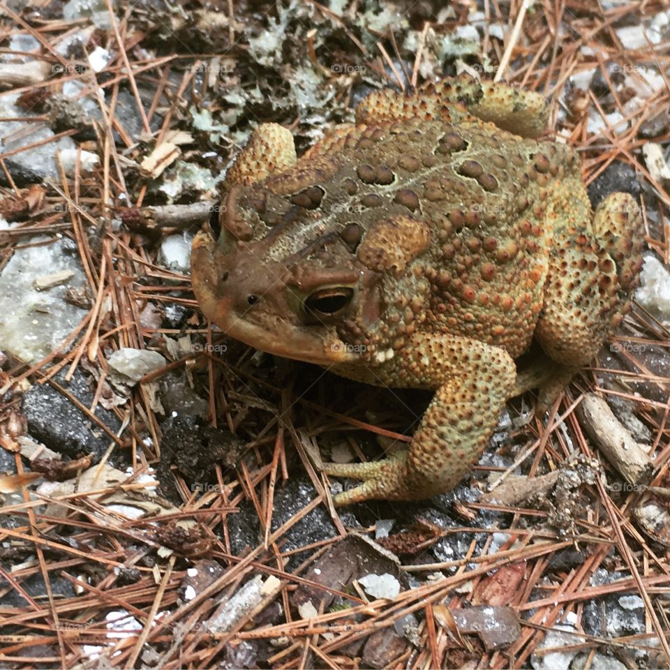 Maine Toad on Road