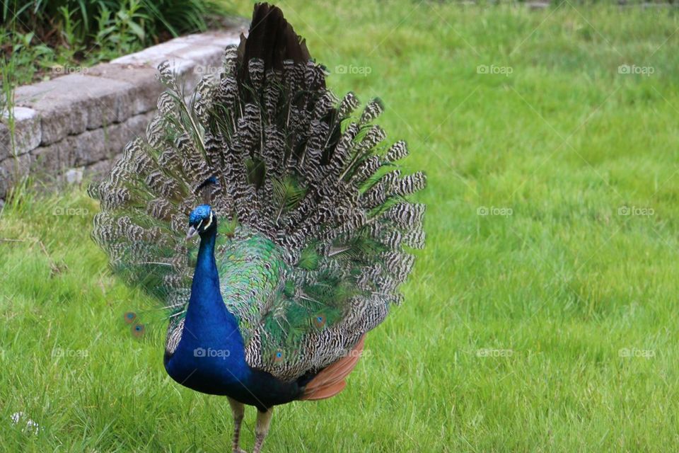 Peacock 1
