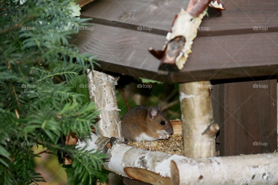cute mouse at breakfast in the birdhouse 