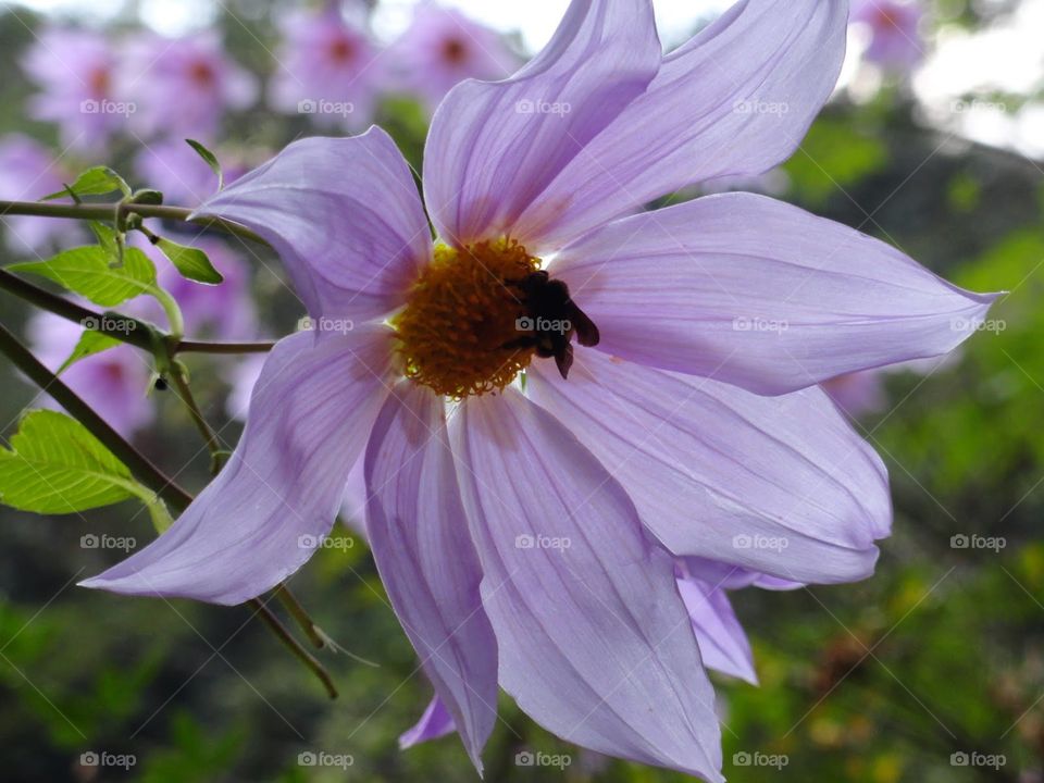 Bee n flower perfect combination 
