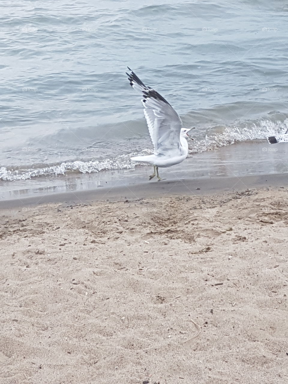 Seagull in action at the beach