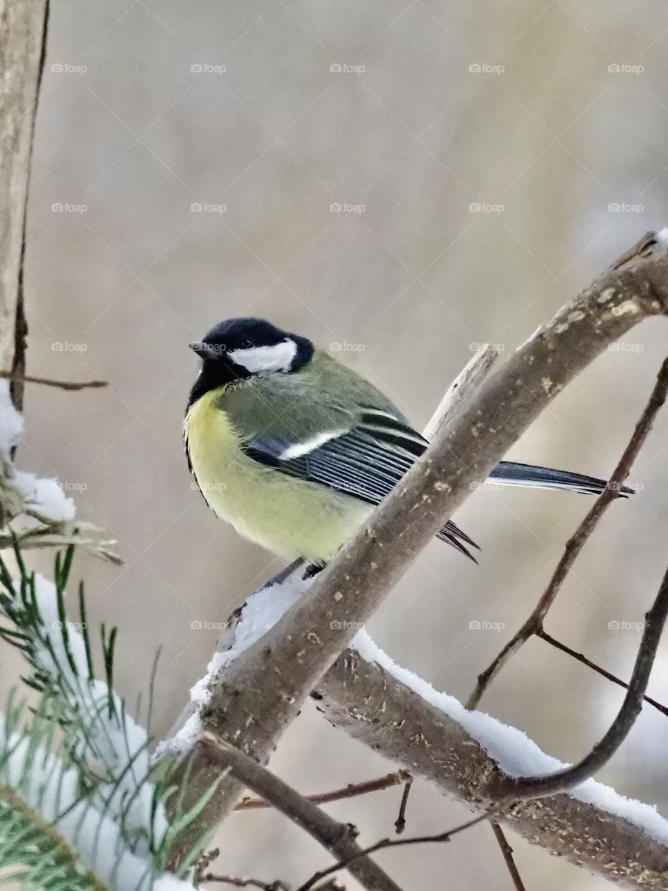 Tit