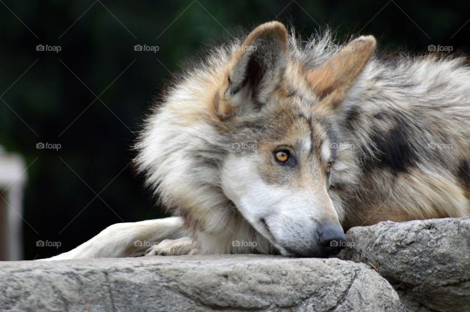 Mexican Wolf