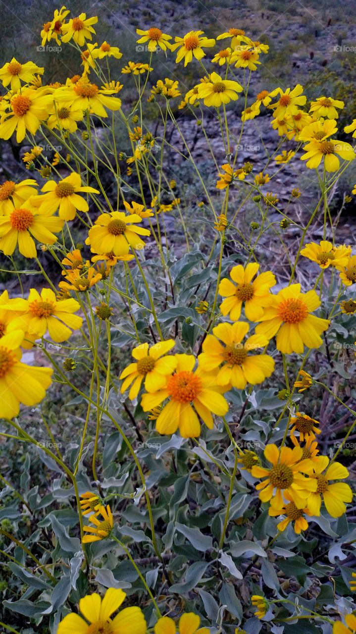 Arizona flora