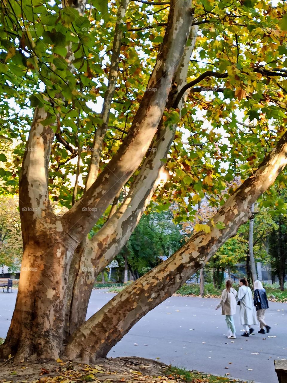 Fall Wins! (Bonus Exclusive Mission)