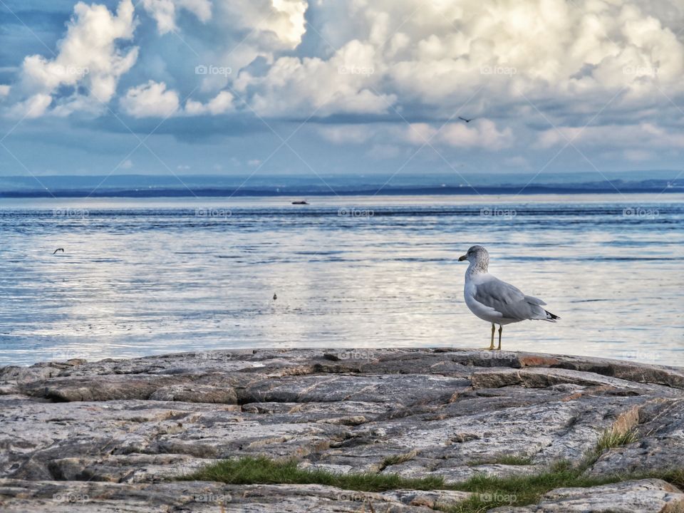 Goéland à Tadoussac 