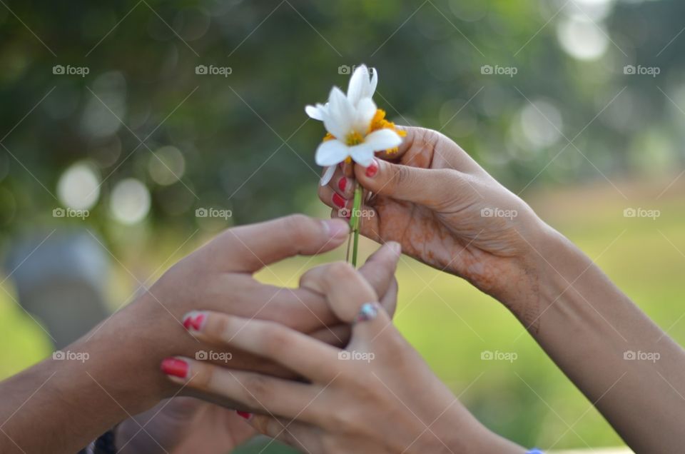 giving a flower