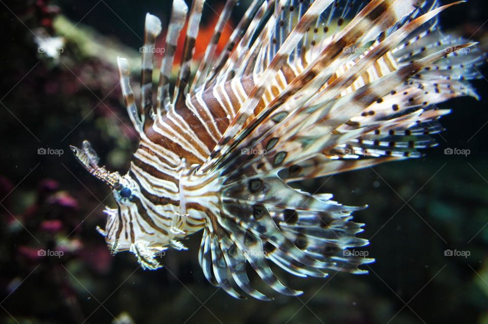 Common lionfish in an aquarium