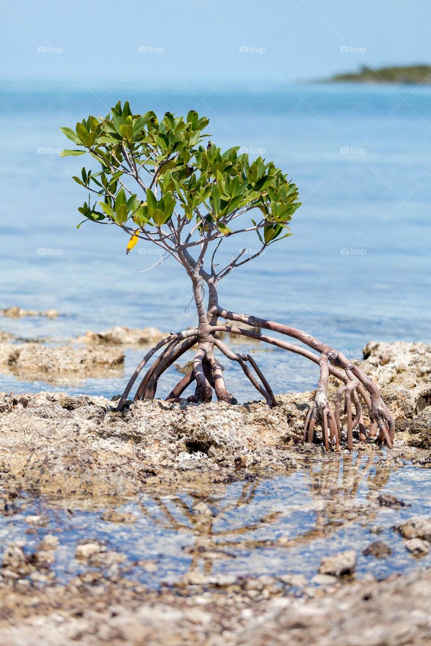Mangroves tree seedling in the water, eco-system