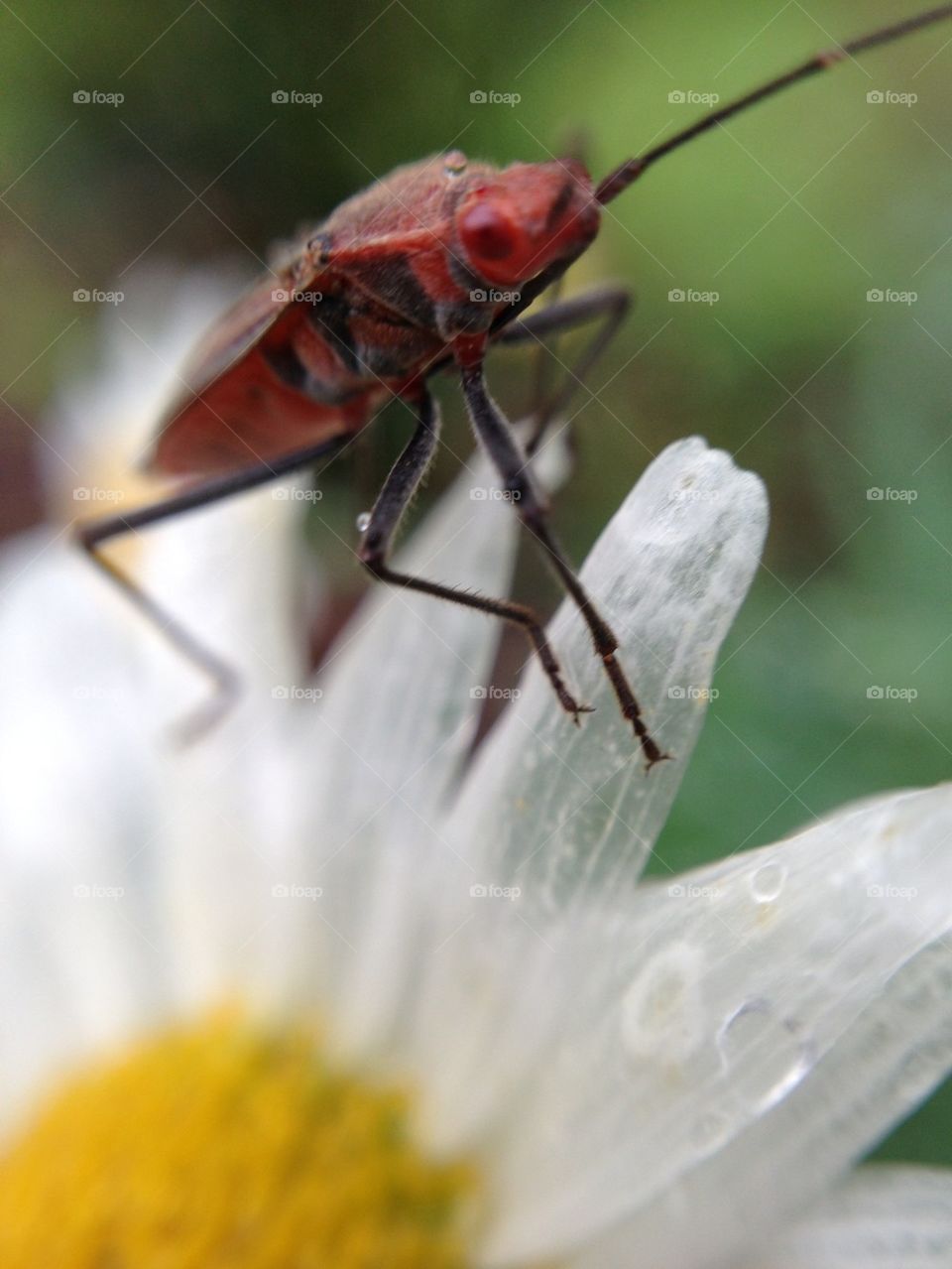 Garden bug on flower