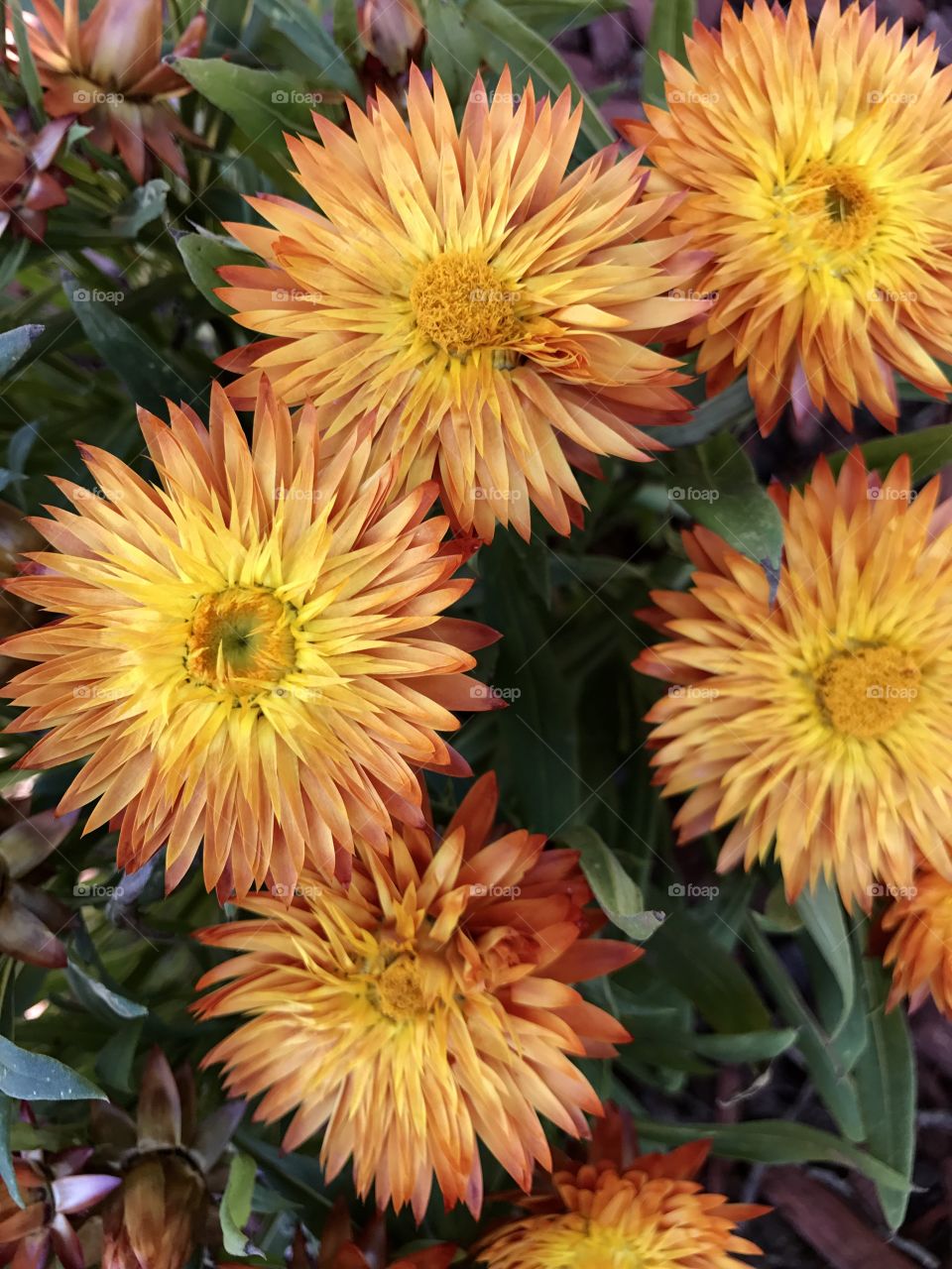 Beautiful orange paper Daisies 