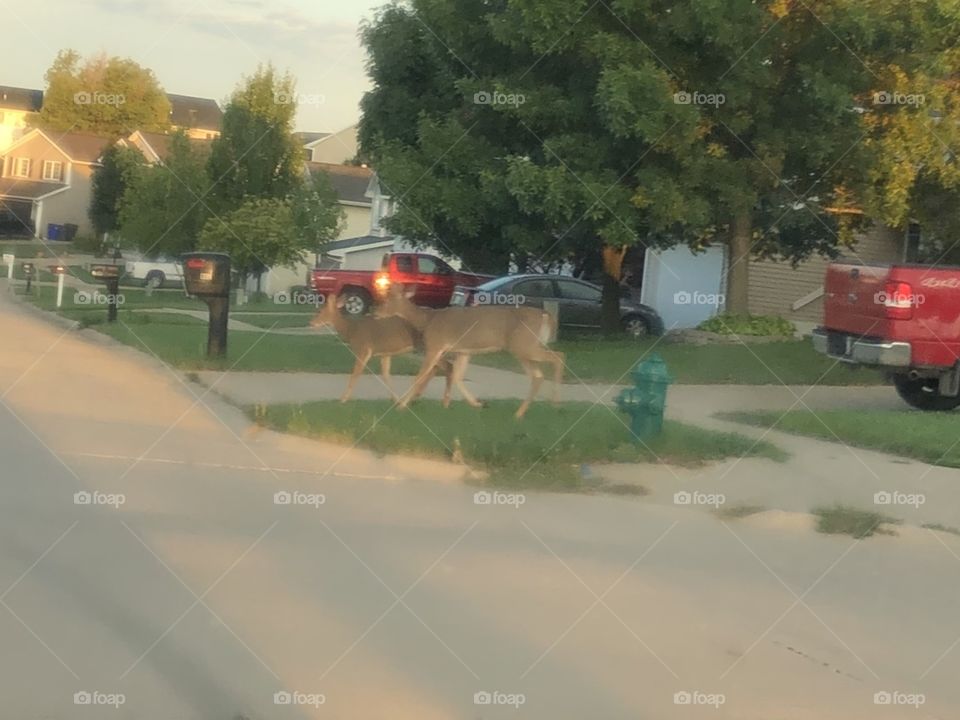 Deer run across the road