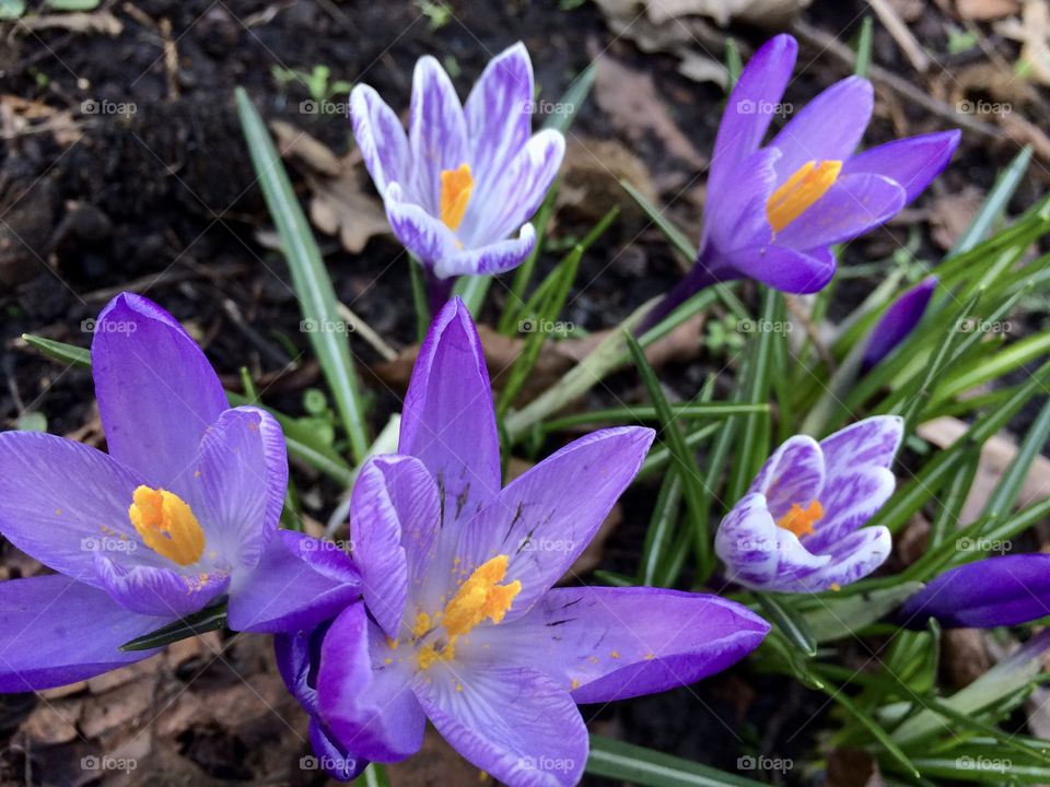 Pretty purple crocus in Southend Avenue 