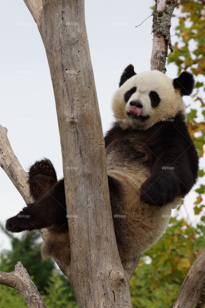 Cute panda on tree trunk