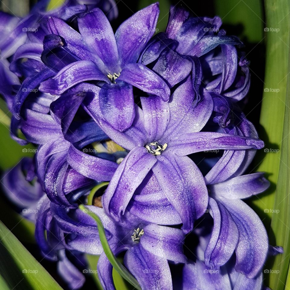 purple hyacinth