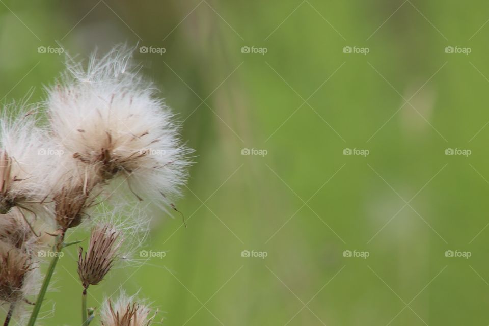 Dandelions 