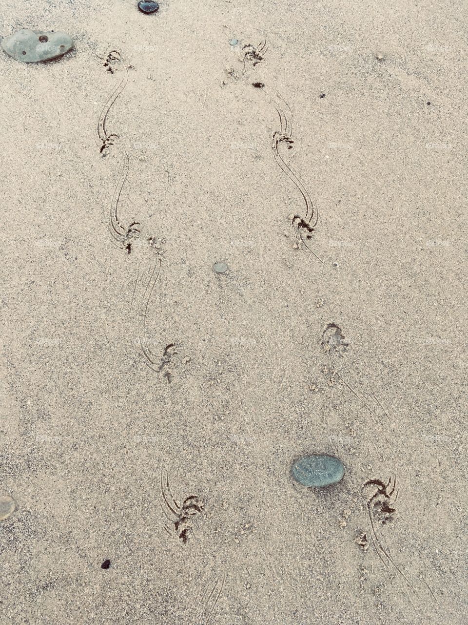 Sea otter tracks in the sand