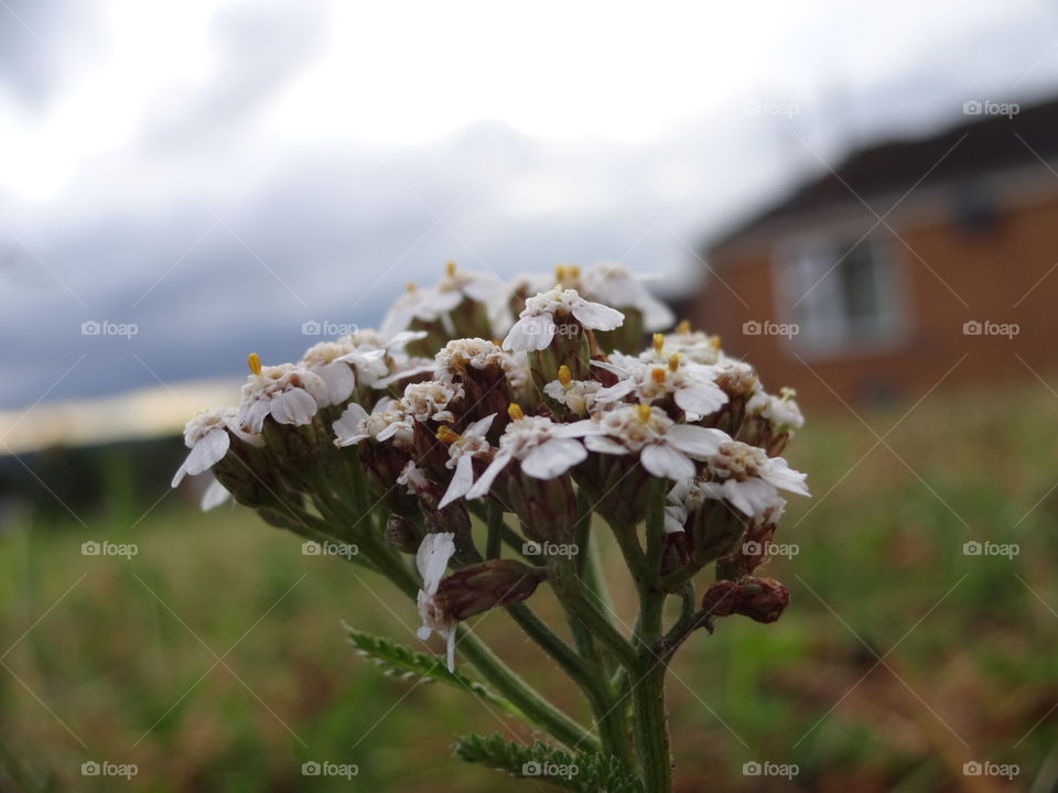 My point of view behind  the flower