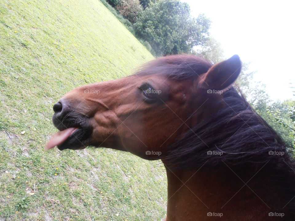 Rude Horse