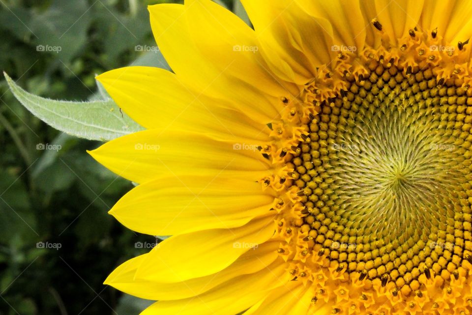 Sunflower closeup