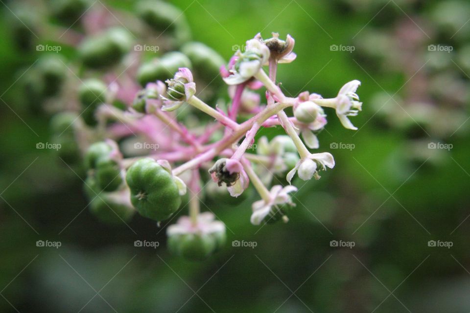 Wild flower pink green blossom Pollen  Pretty