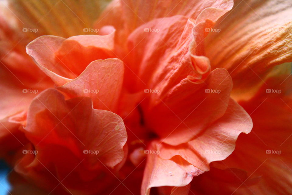 Hibiscus double petal close-up