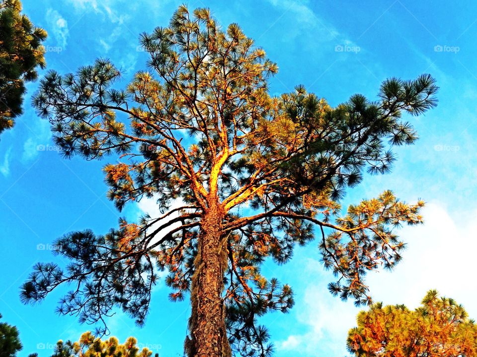 Pine tree. Pine tree in the golden hour