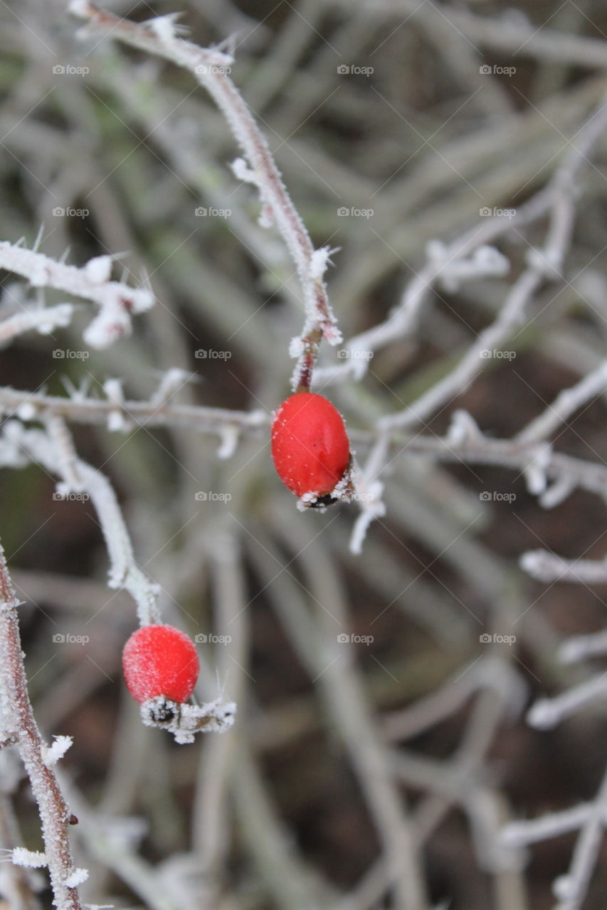 frozen berry