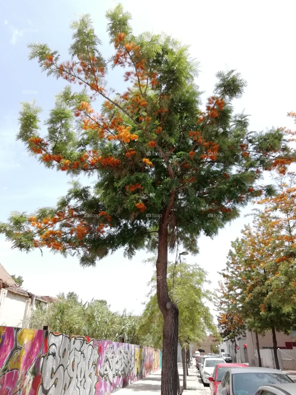 Árbol