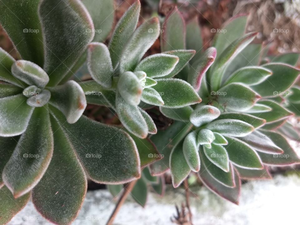 suculents