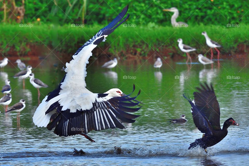 Beautiful and cute bird