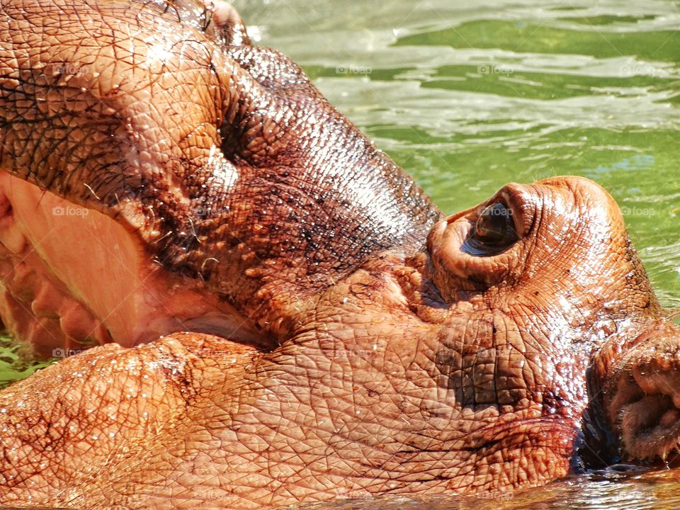 Happy Hippopotamus. Hippo Smiling Widely In The Water