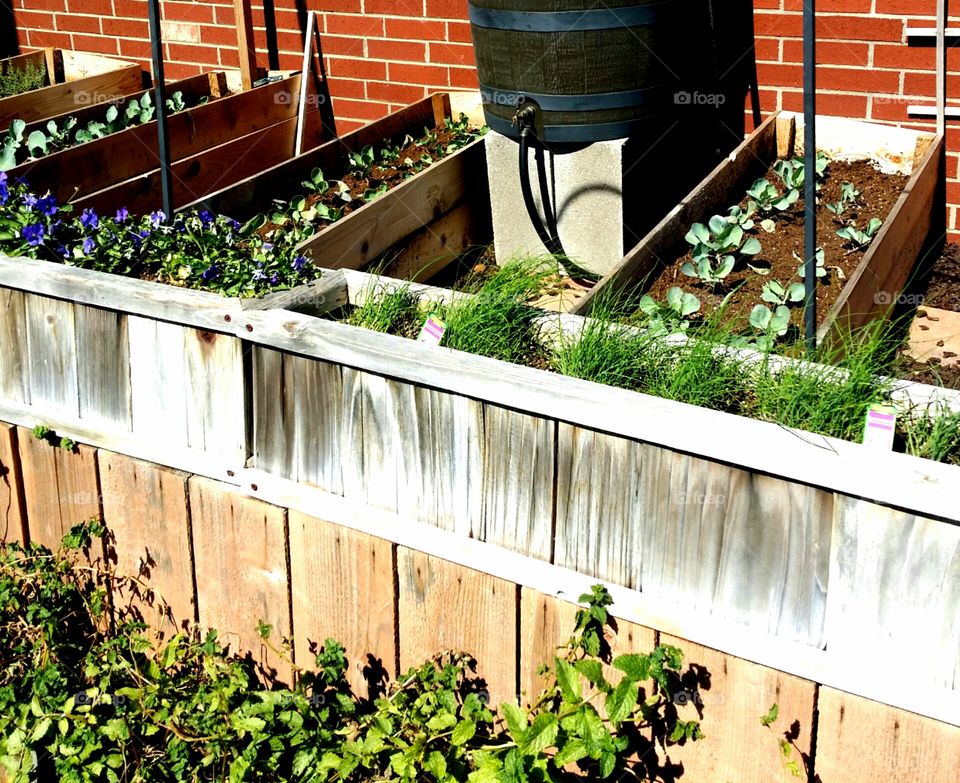 Rectangles of a box garden in summer