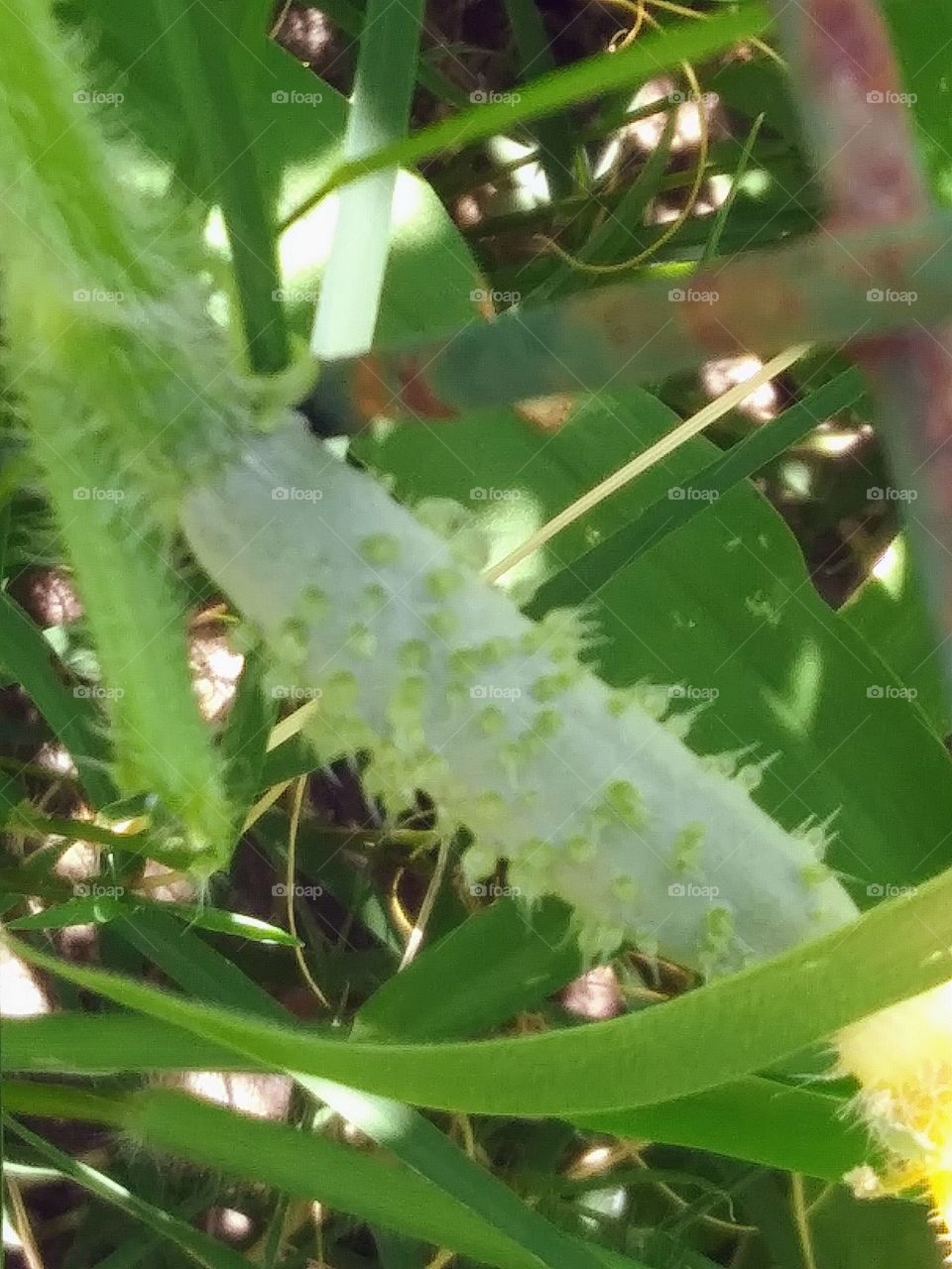 cucumber forming on the vine