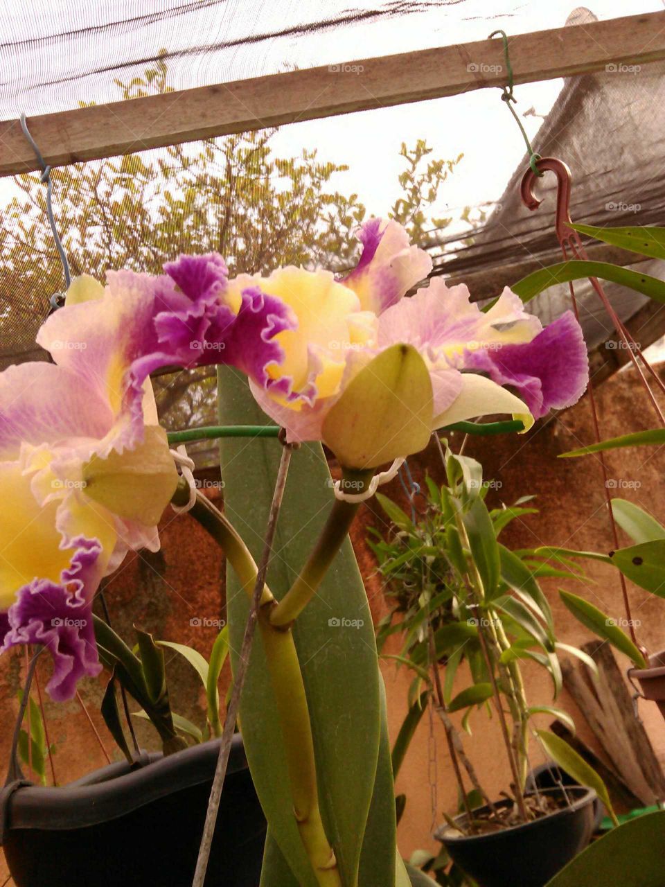 Orquídeas do nosso orquidario