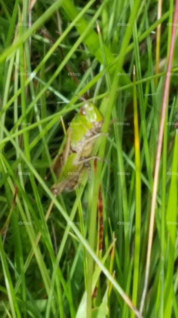 grasshopper