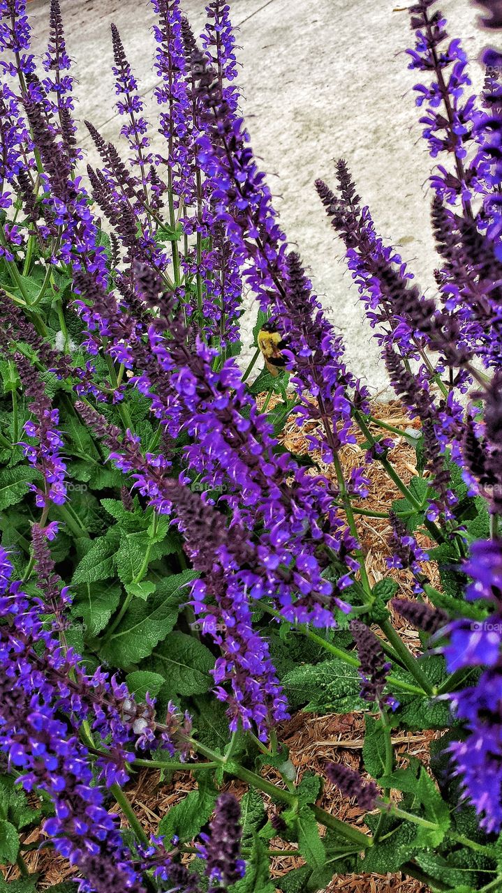 High angle view of purple flowers