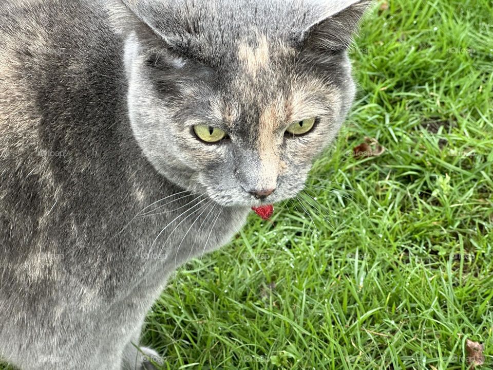 Green eyed kitten walking on the grass