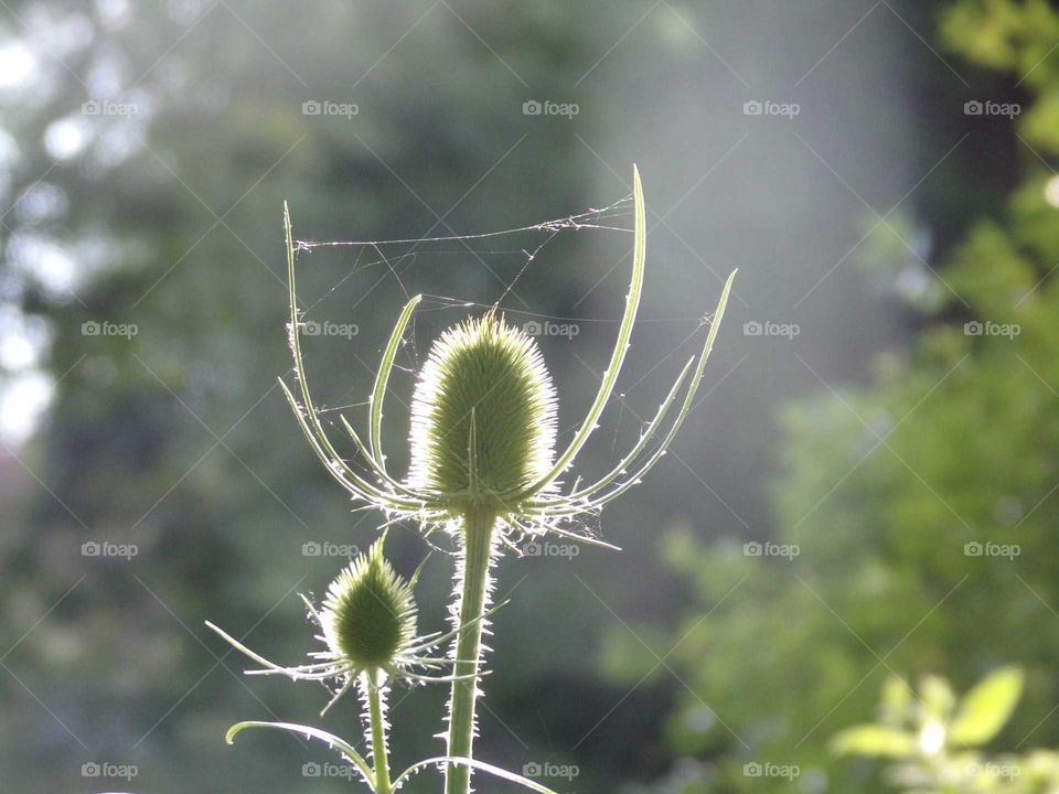 Wilde Karde mit Spinnennetz im Garten