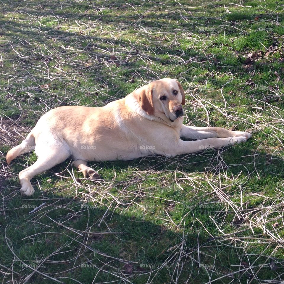 Ruger the Lab being lazy in the pasture 