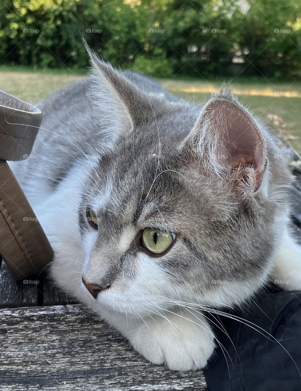 Great concentration in cat’s eyes