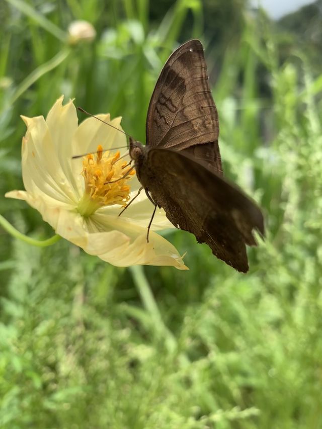 Butterfly world 