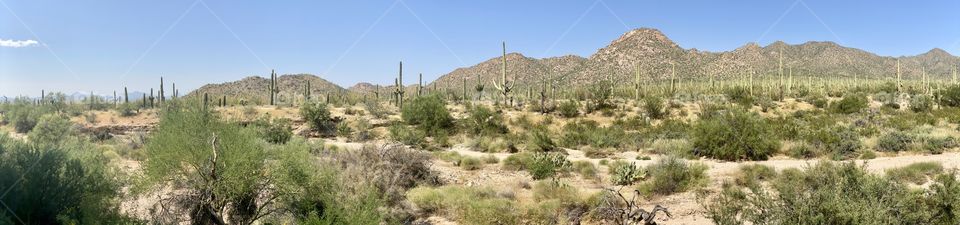 Panoramic View of Saguaro National Park, Tucson, Arizona 