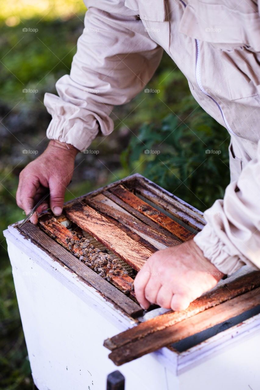 Beekeeper working in apiary, drawing out the honeycomb with bees and honey on it from a hive. Real people, authentic situations