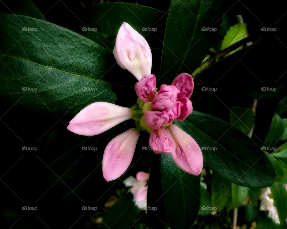 Rododendron