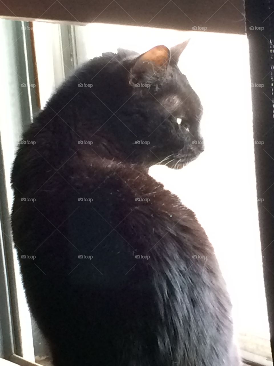 Sheba in the window.